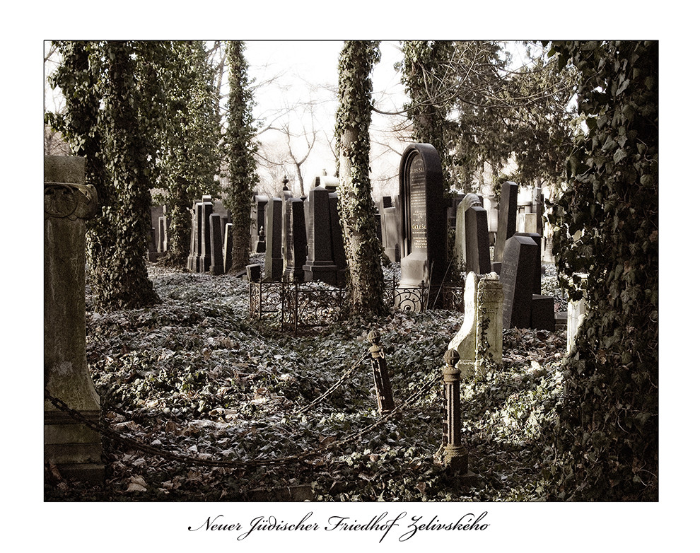 Neuer jüd. Friedhof in Prag