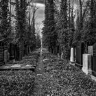Neuer Jüdischer Friedhof 05