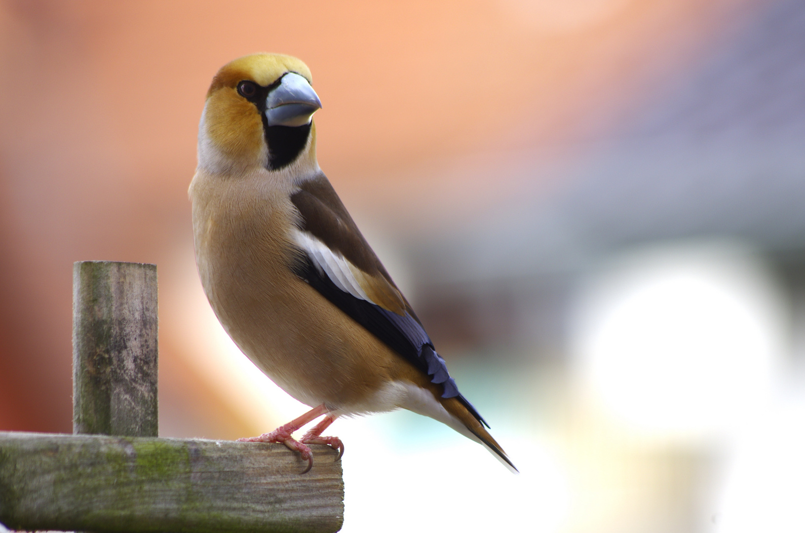 neuer LIeblingsvogel - der Kernbeißer