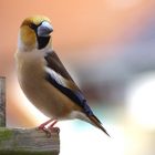 neuer LIeblingsvogel - der Kernbeißer