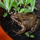 " Neuer Mitbewohner * Frosch Werner "