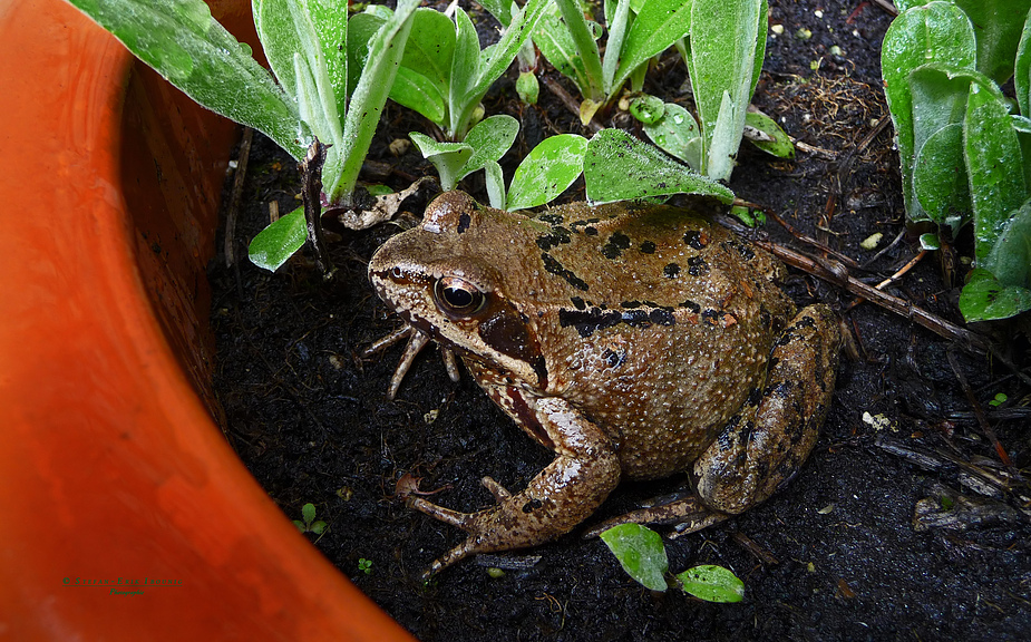 " Neuer Mitbewohner * Frosch Werner "