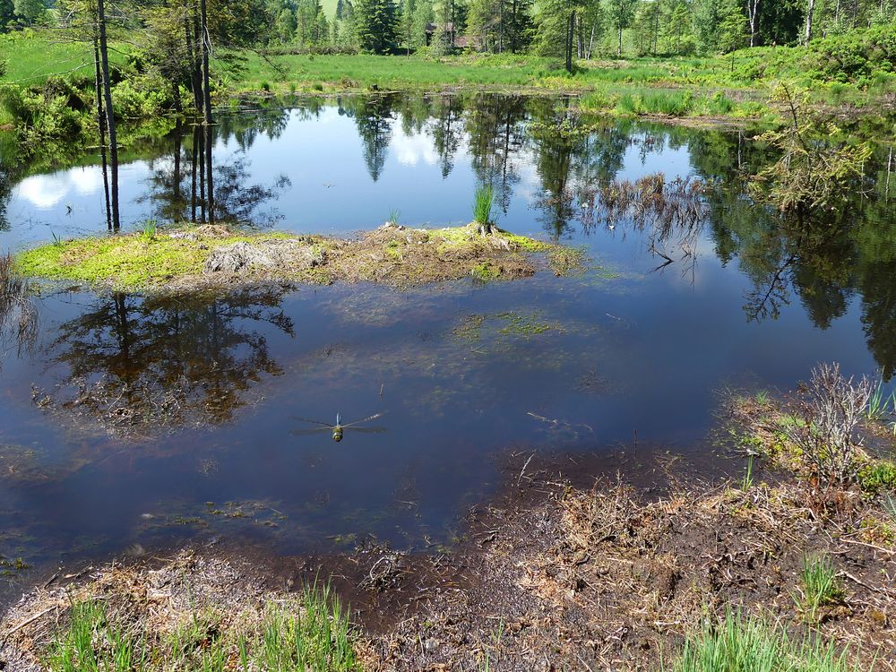 Neuer Moorteich