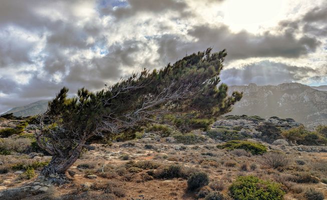 Neuer Morgen, neuer Kampf