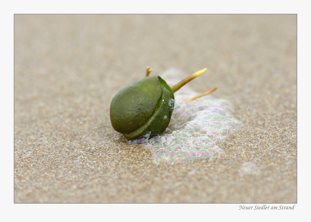 Neuer Siedler am Strand