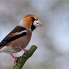 Vögel