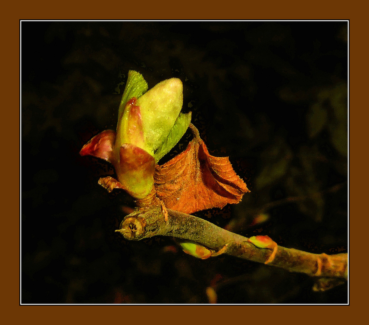 Neuer Trieb mit altem Blatt