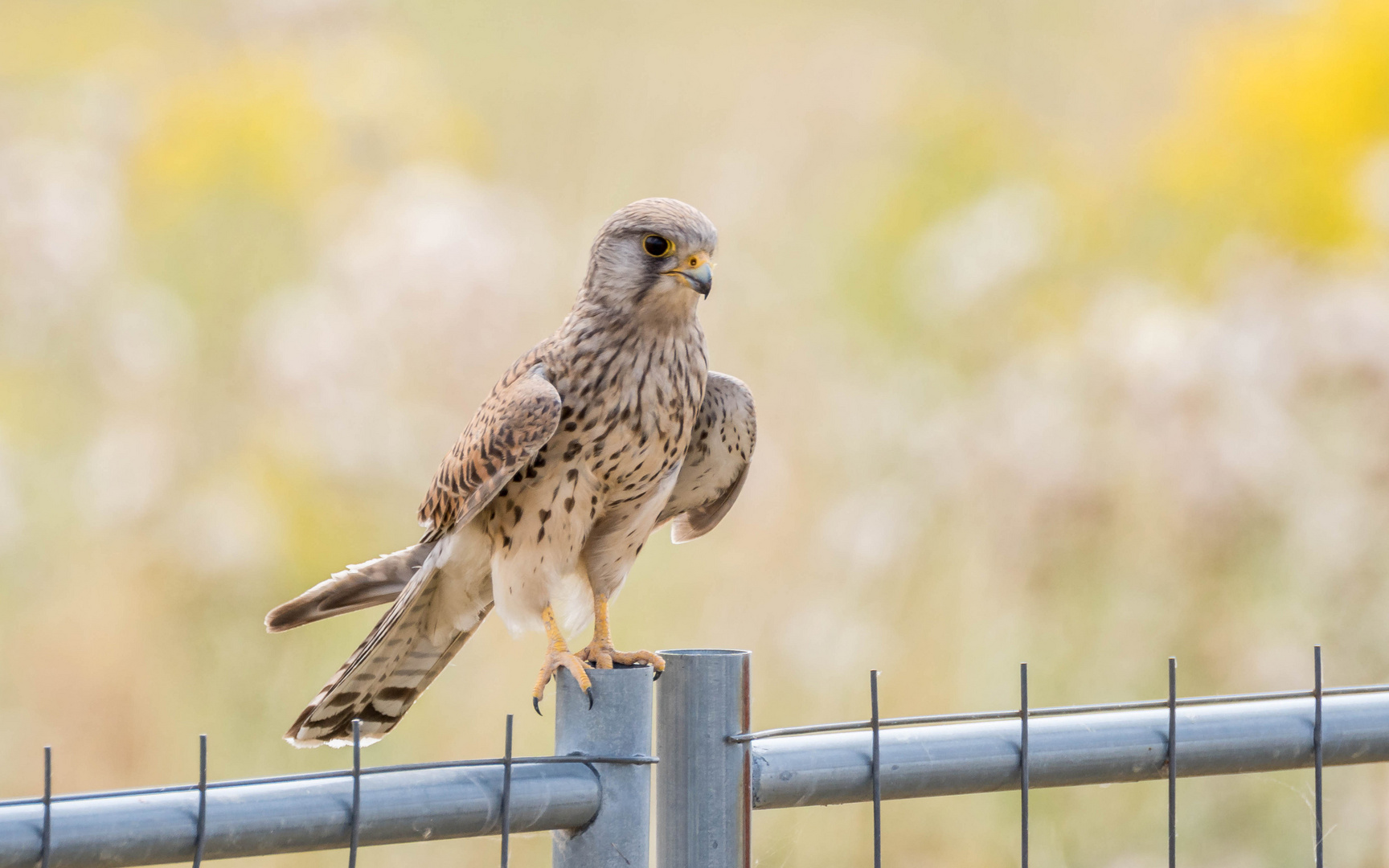 neuer Turmfalke in den Rheinauen