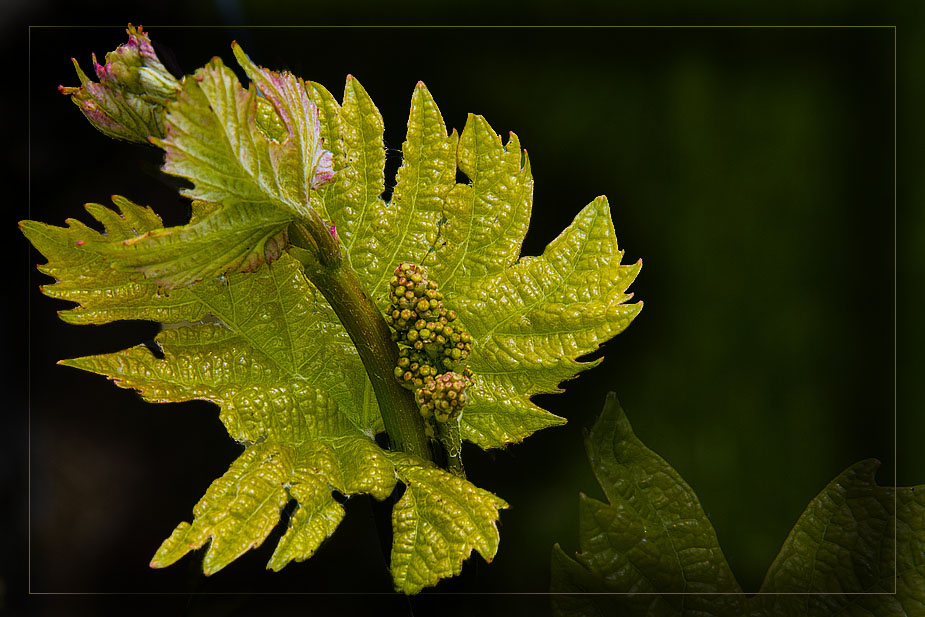 NEUER WEIN