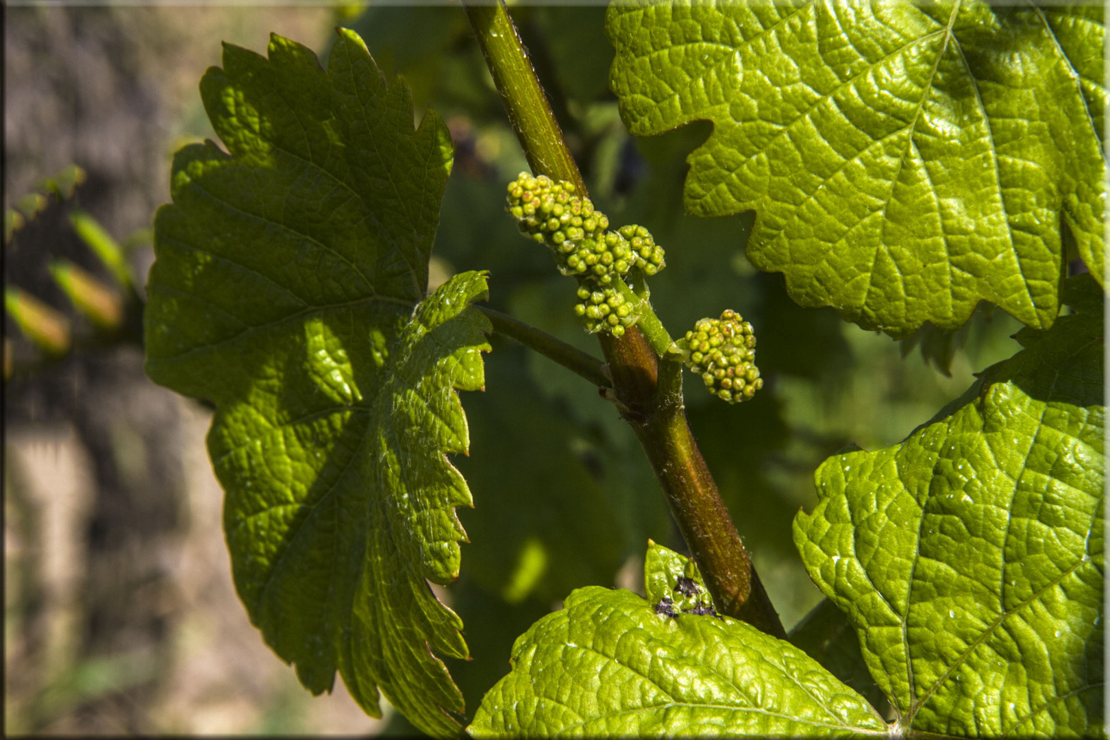 NEUER WEIN