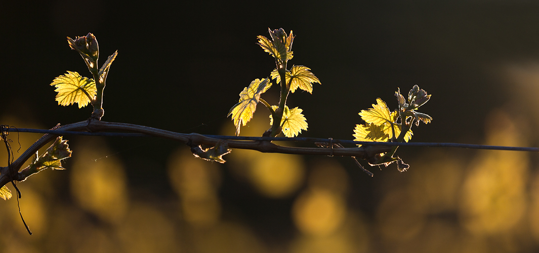 neuer Wein