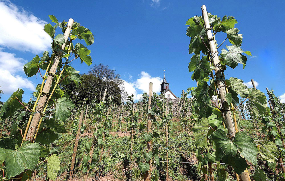 Neuer Weinberg in Merzig