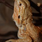 Neuer Zugang bei Pogona viticeps