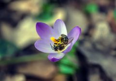 Neuerwachende Farbenpracht (Gemeinsam ans Werk)