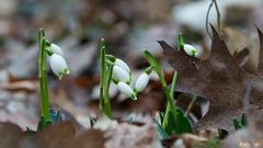 Neues aus dem Auwald