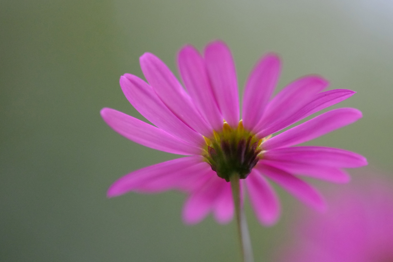 neues aus dem Blumenkasten