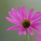 neues aus dem Blumenkasten