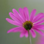 neues aus dem Blumenkasten