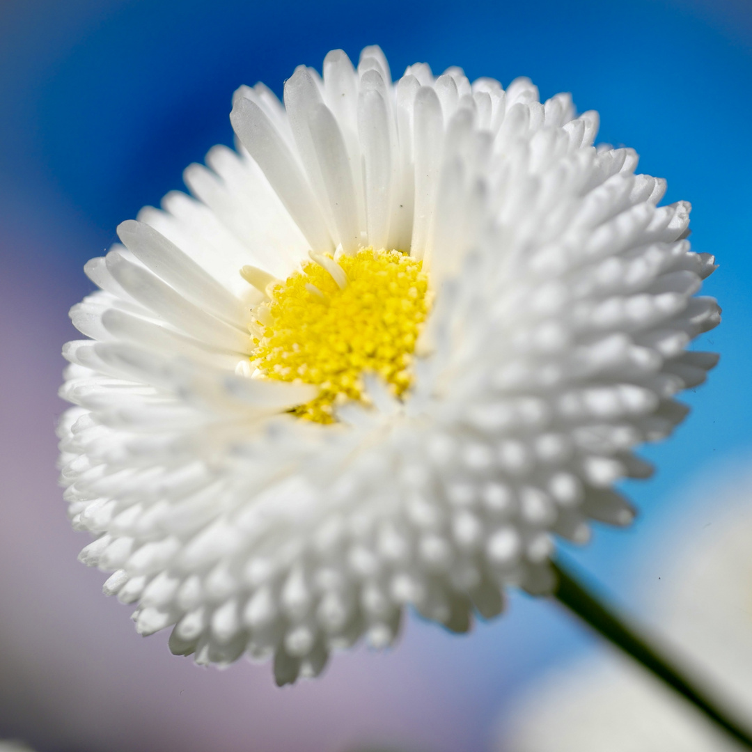 Neues aus dem Garten