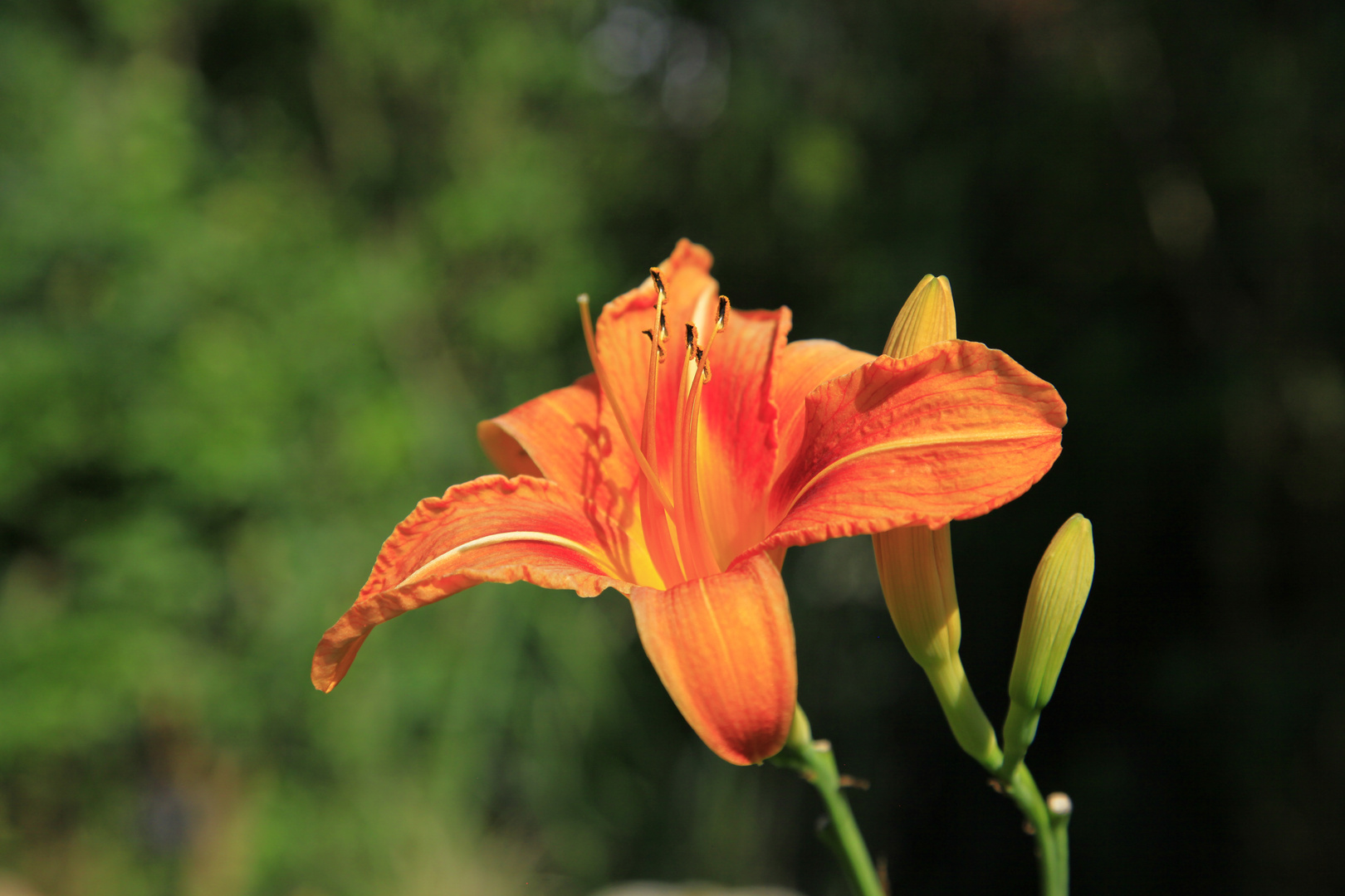 Neues aus dem Garten