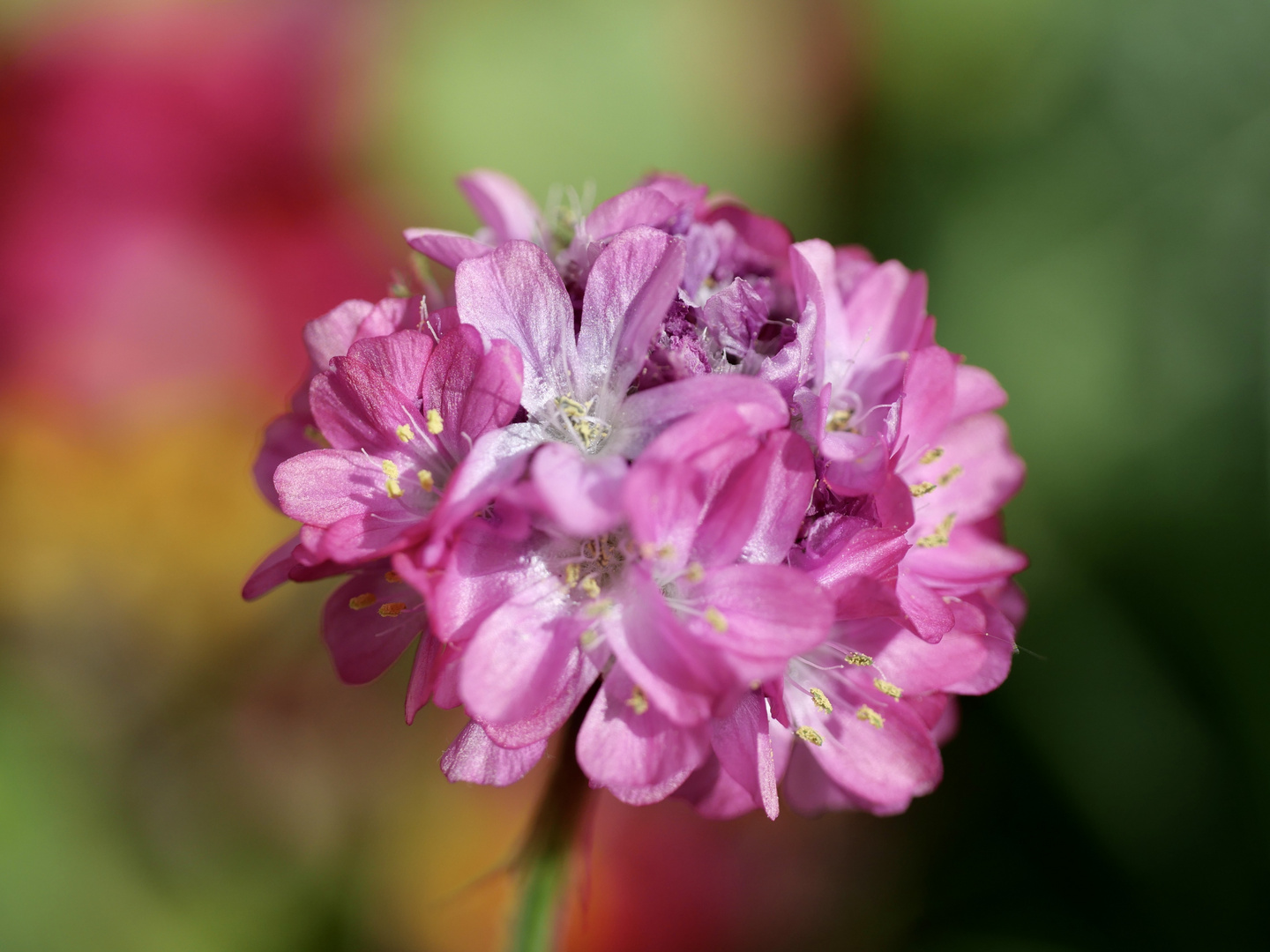 Neues aus dem Garten