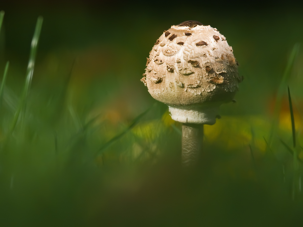 Neues aus dem Garten I