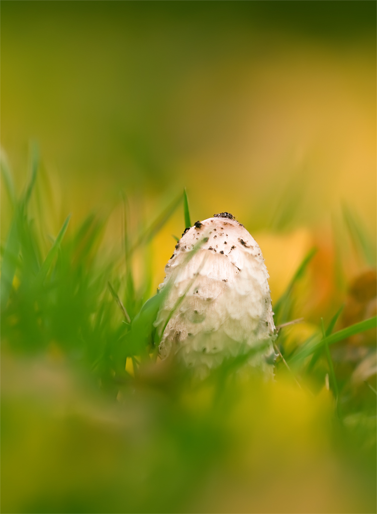 Neues aus dem GartenII