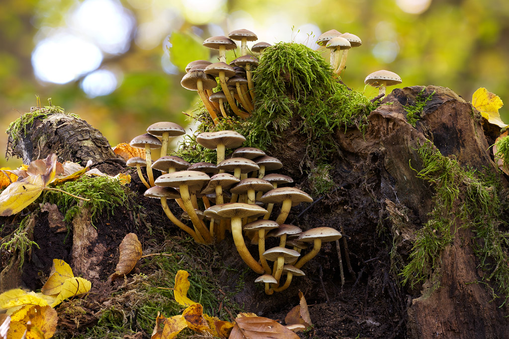 Neues aus dem Herbstwald I