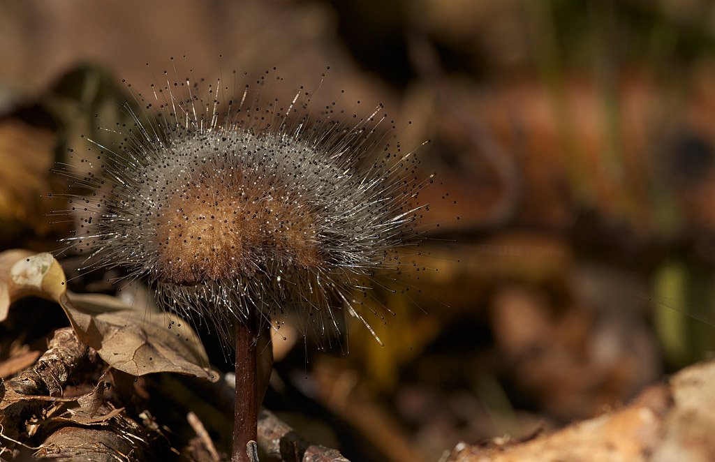 Neues aus dem Herbstwald III