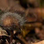 Neues aus dem Herbstwald III