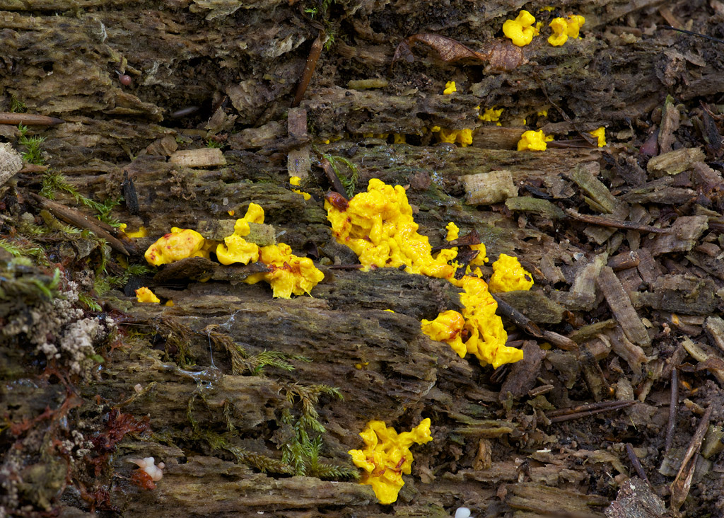 Neues aus dem Herbstwald VI