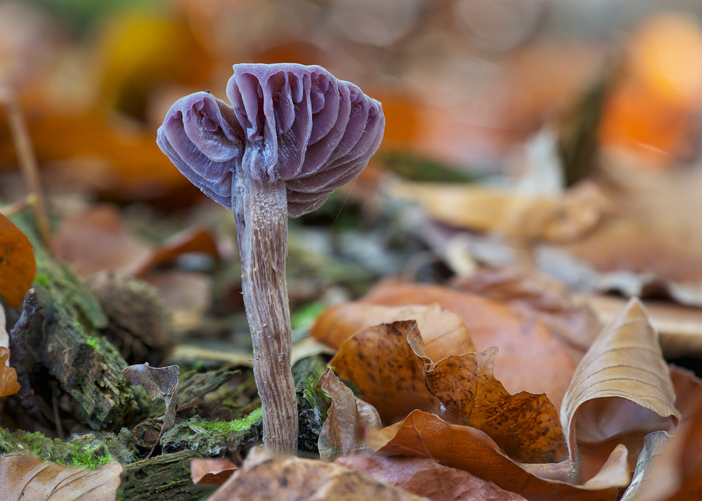 Neues aus dem Herbstwald VII