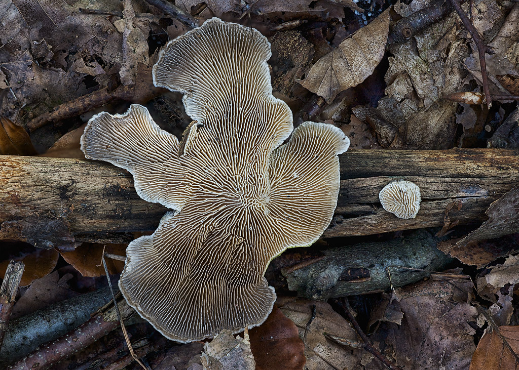 Neues aus dem Herbstwald XI