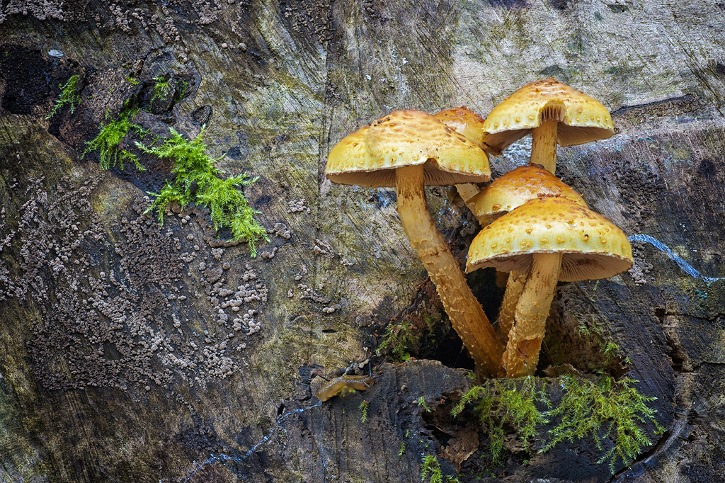 Neues aus dem Herbstwald XVI