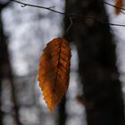 Neues aus dem Zauberwald