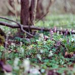 Neues aus dem Zauberwald