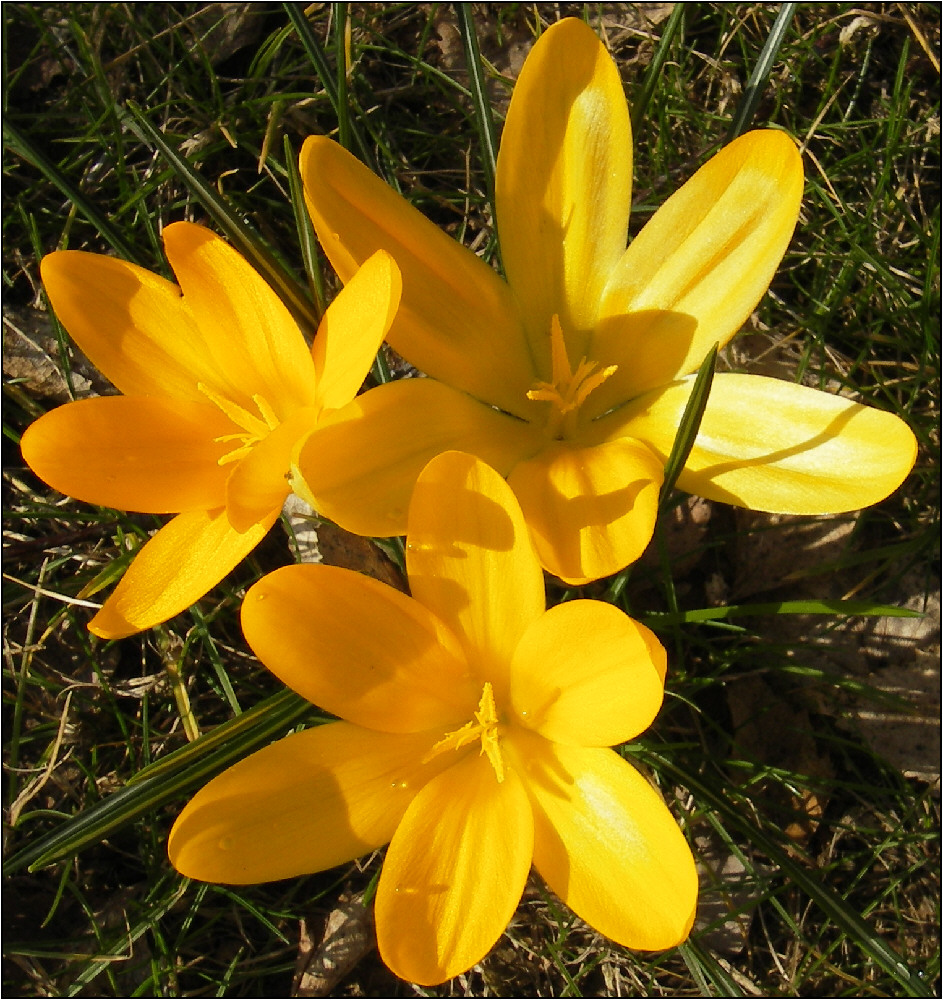 Neues aus meinem Garten 08/II