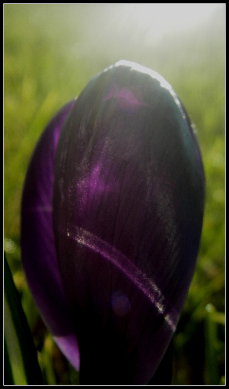 Neues aus meinem Garten 08/III