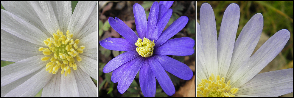 Neues aus meinem Garten 08/IV