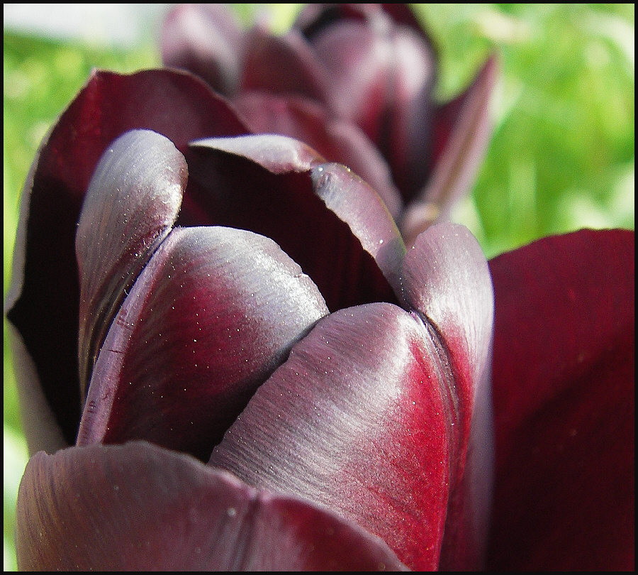 Neues aus meinem Garten 08/IX - Die Schwarze