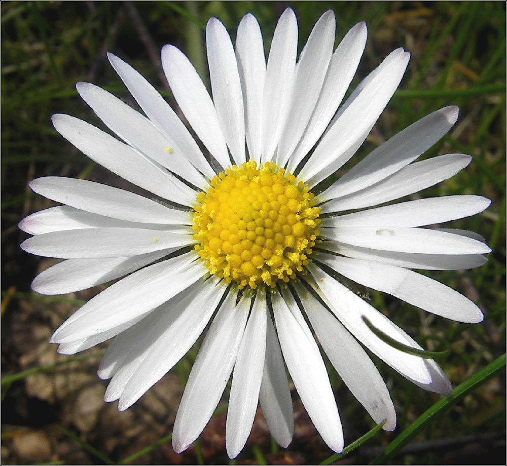 Neues aus meinem Garten 08/VI