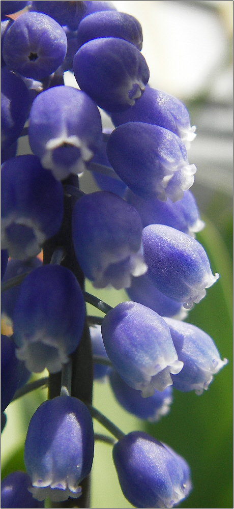 Neues aus meinem Garten 08/VII