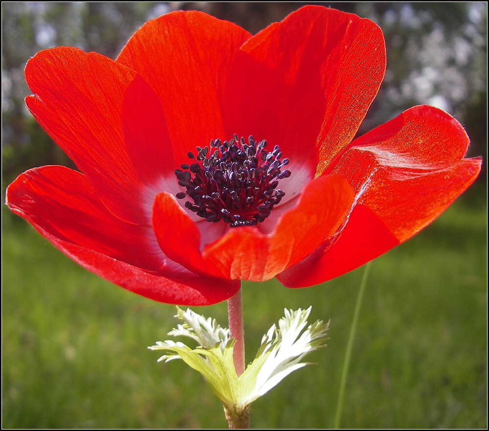 Neues aus meinem Garten 08/VIII - Die Einsame