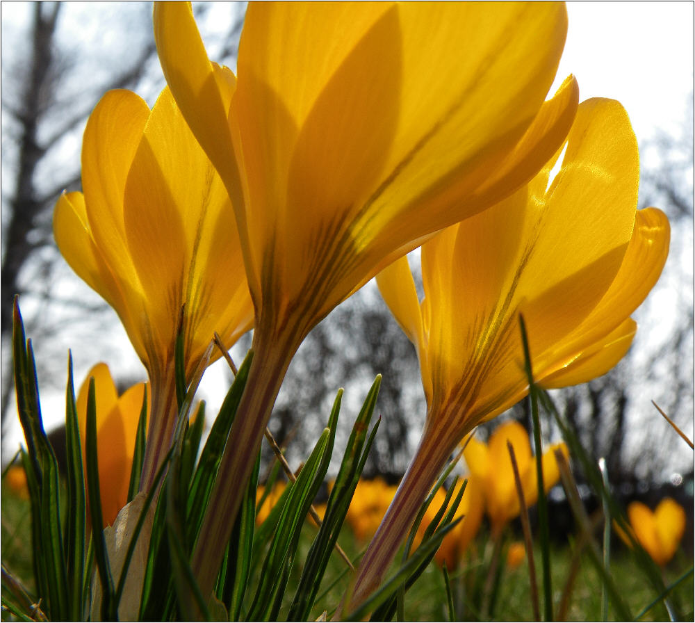 Neues aus meinem Garten 09/I