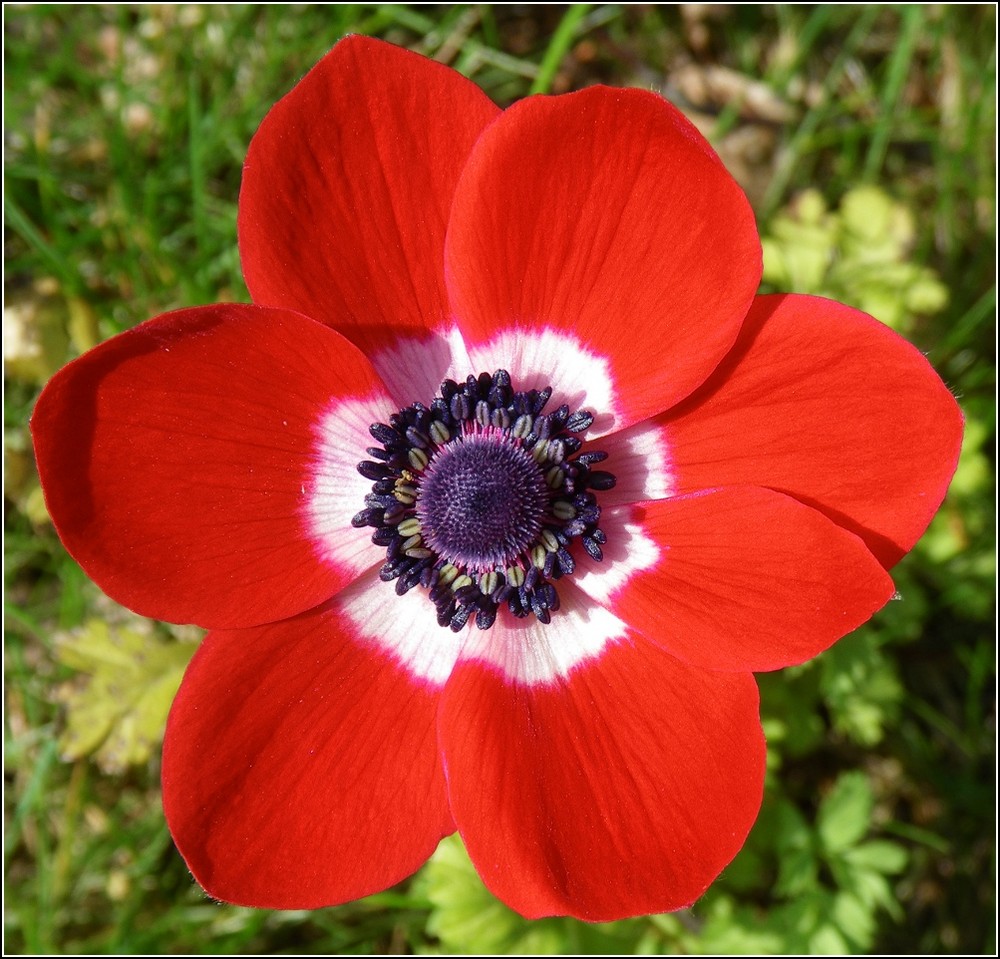 Neues aus meinem Garten 09/IV - Heute erblüht