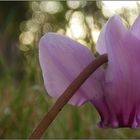 Neues aus meinem Garten 09/IX - Beginn der Cyclamenwiese...