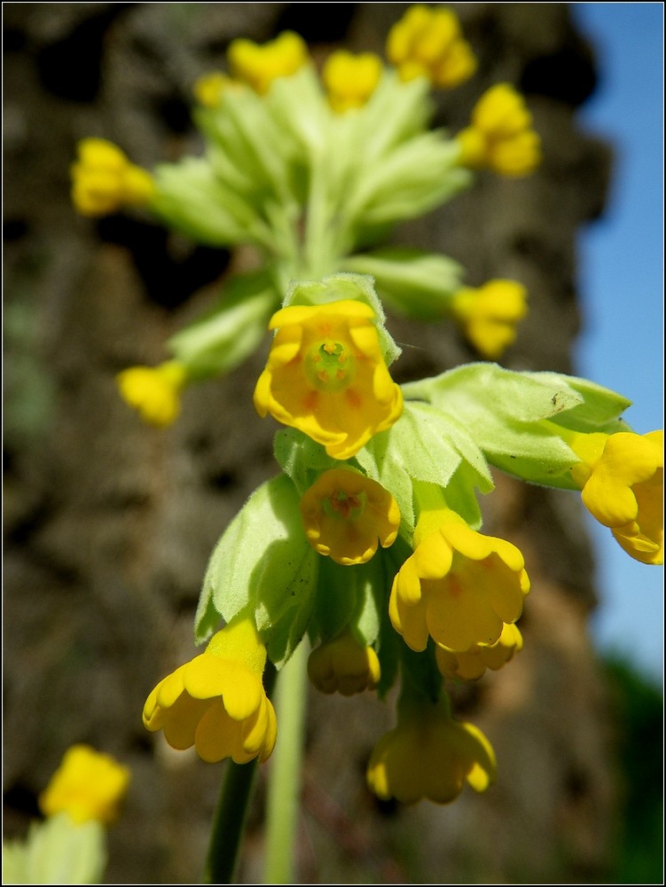 Neues aus meinem Garten 09/V