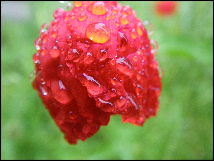 Neues aus meinem Garten 09/VI - Mohn bei 10°