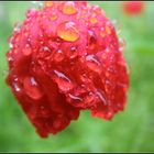 Neues aus meinem Garten 09/VI - Mohn bei 10°