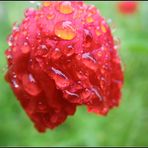 Neues aus meinem Garten 09/VI - Mohn bei 10°